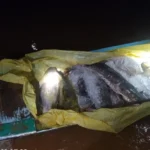 PM Ambiental apreende 182 kg de pescado irregular em Rondonópolis