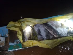 PM Ambiental apreende 182 kg de pescado irregular em Rondonópolis
