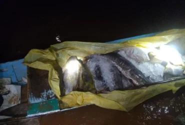 PM Ambiental apreende 182 kg de pescado irregular em Rondonópolis