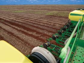 Semeadura do algodão em Mato Grosso avança de forma pontual no início da safra 2025/2026