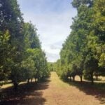 Polinização cruzada melhora qualidade e valor da macadâmia, indica estudo internacional