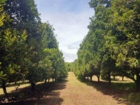 Polinização cruzada melhora qualidade e valor da macadâmia, indica estudo internacional