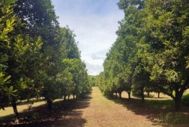 Polinização cruzada melhora qualidade e valor da macadâmia, indica estudo internacional