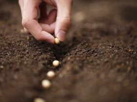 Semeadura da soja chega a 100% em Mato Grosso e safra 25/26 encerra plantio dentro do ritmo histórico