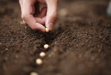 Semeadura da soja chega a 100% em Mato Grosso e safra 25/26 encerra plantio dentro do ritmo histórico
