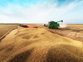 Área plantada com soja em Rondônia deve ultrapassar os 700 mil hectares na safra 2025/2026