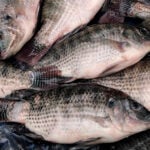 Baixa oferta mantém preço da tilápia em alta