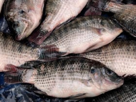 Baixa oferta mantém preço da tilápia em alta