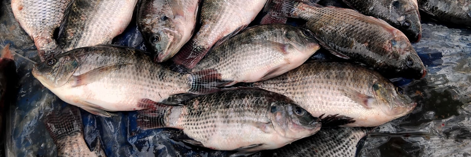 Baixa oferta mantém preço da tilápia em alta