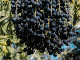 Mapa publica preços mínimos para os produtos extrativos da safra 2026