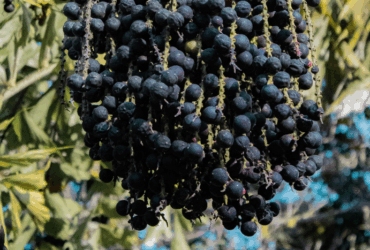 Mapa publica preços mínimos para os produtos extrativos da safra 2026