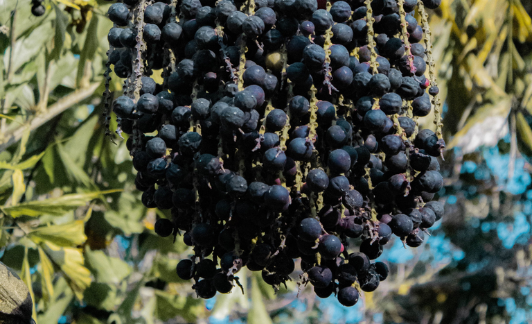 Mapa publica preços mínimos para os produtos extrativos da safra 2026