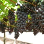 Governo reajusta preço mínimo da uva na safra 2026 para R$ 1,80 por quilo