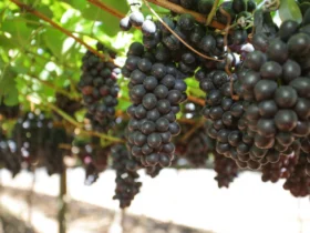 Governo reajusta preço mínimo da uva na safra 2026 para R$ 1,80 por quilo
