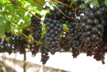 Governo reajusta preço mínimo da uva na safra 2026 para R$ 1,80 por quilo
