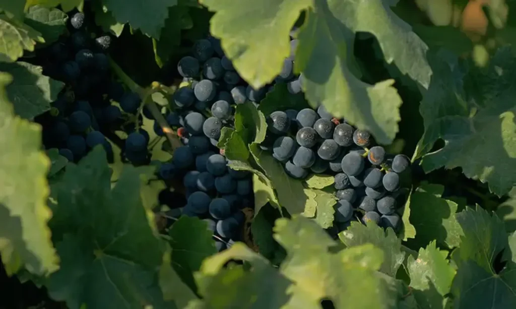 Documentário sobre vinhos brasileiros estreia na TV Brasil