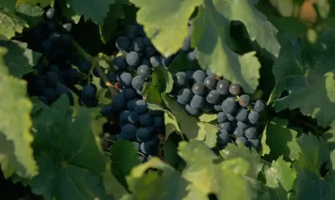 Documentário sobre vinhos brasileiros estreia na TV Brasil