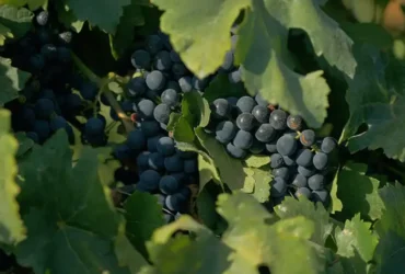 Documentário sobre vinhos brasileiros estreia na TV Brasil