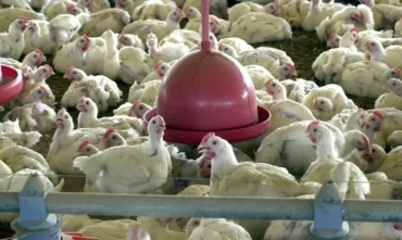 China libera frango do Rio Grande do Sul após fim de embargo sanitário