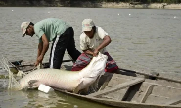 Genoma ajuda a proteger espécies de peixes da Amazônia