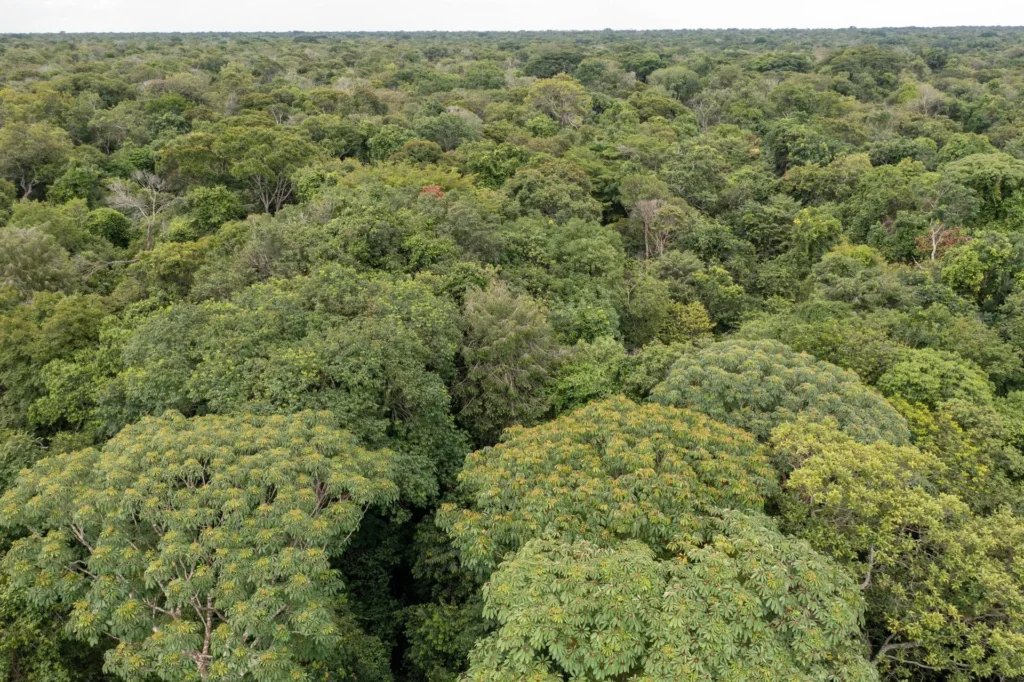 Mato Grosso ganha destaque global com empresa entre as melhores do mundo em proteção florestal