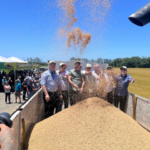 Produtores catarinenses estimam colheita recorde de arroz com 1,2 milhão de toneladas e produtividade de 8,5 t/ha