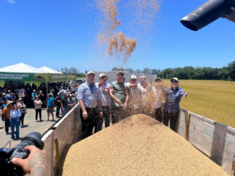 Produtores catarinenses estimam colheita recorde de arroz com 1,2 milhão de toneladas e produtividade de 8,5 t/ha