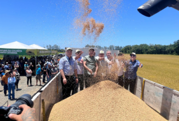 Produtores catarinenses estimam colheita recorde de arroz com 1,2 milhão de toneladas e produtividade de 8,5 t/ha