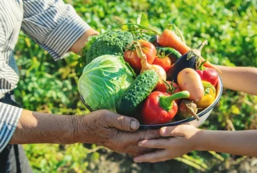 Ações fortalecem segurança alimentar e nutricional e o apoio à agricultura familiar