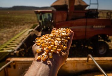 Alta de preço no início de 2026 pode ser limitada por maior disponibilidade interna