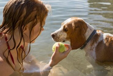 Altas temperaturas mudam a rotina dos pets e exigem novos cuidados dos tutores Divulgacao 3 -CenárioMT