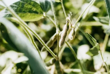 Após decreto do governo, Aprosoja MT reforça fiscalização sobre incentivos e Moratória da Soja