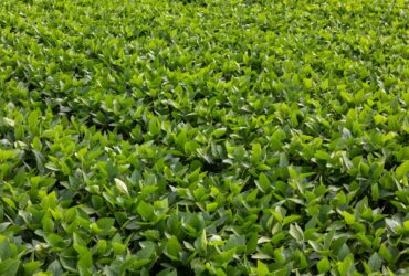 Aprosoja MT comemora saída de tradings da Moratória da Soja e reforça defesa da segurança jurídica no campo