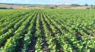 Área de soja em Mato Grosso cresce em 2025/26, mas estiagem e custos elevam cautela no campo