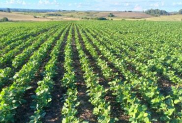 Área de soja em Mato Grosso cresce em 2025/26, mas estiagem e custos elevam cautela no campo
