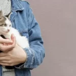 Assembleia Legislativa de Mato Grosso orienta protetores sobre os caminhos legais para a causa animal