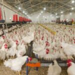 Avicultura projeta novo avanço em 2026; risco sanitário segue no radar