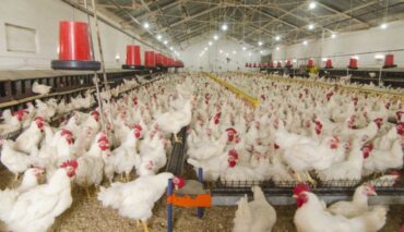 Avicultura projeta novo avanço em 2026; risco sanitário segue no radar