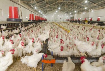 Avicultura projeta novo avanço em 2026; risco sanitário segue no radar