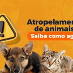 Barra do Garças orienta sobre deveres e crimes em atropelamentos de animais