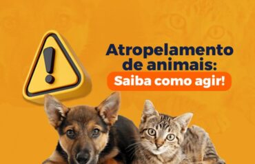 Barra do Garças orienta sobre deveres e crimes em atropelamentos de animais