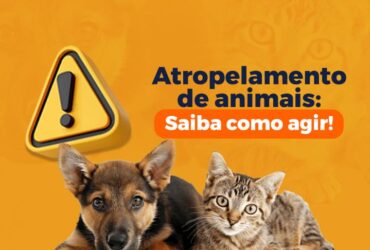 Barra do Garcas orienta sobre deveres e crimes em atropelamentos de animais -CenárioMT