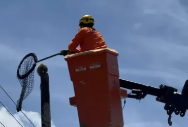 Resgate de gambá mobiliza Bombeiros em Lucas do Rio Verde
