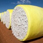 Brasil deve manter protagonismo no mercado global da pluma em 2026