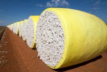 Brasil deve manter protagonismo no mercado global da pluma em 2026
