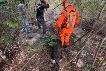 Cão de busca do Corpo de Bombeiros encontra corpo em MT