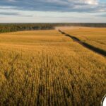 Exportações de milho de MT sobem em dezembro, mas safra recua