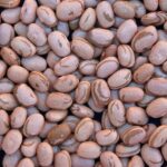 Cepea e CNA consolidam acompanhamento de preços do feijão em 2026, enquanto setor enfrenta desafios de consumo e exportação