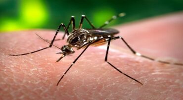 Chikungunya supera dengue em 2025 e acende alerta para 2026 em Lucas do Rio Verde