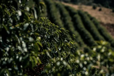 Chuvas aliviam cafezais, mas mantêm mercado em alerta